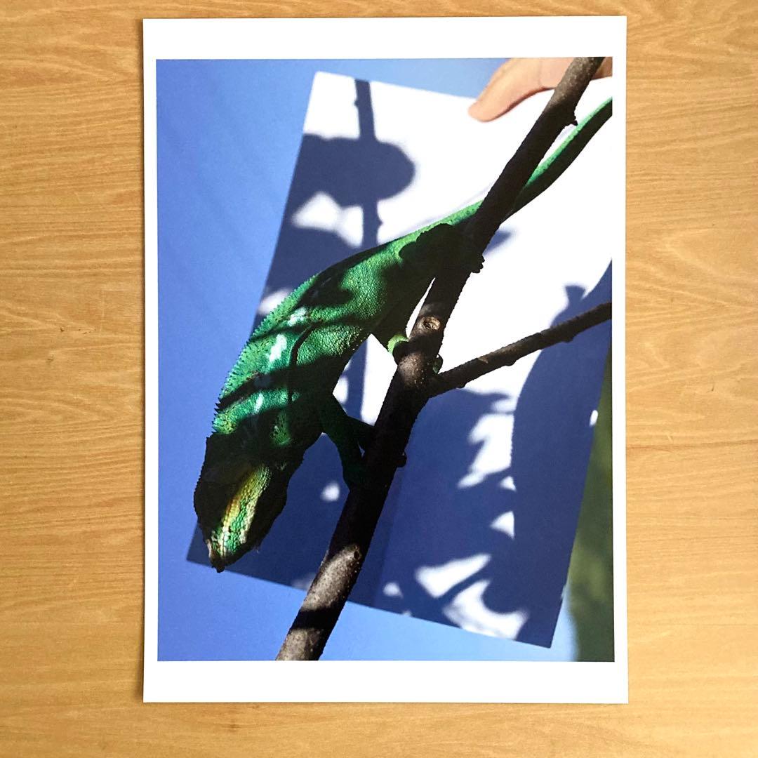 【Jay】希少 Viviane Sassen フォトプリント ヴィヴィアン