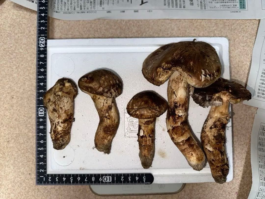 【10月28日午後採取】広島県産松茸　266グラム