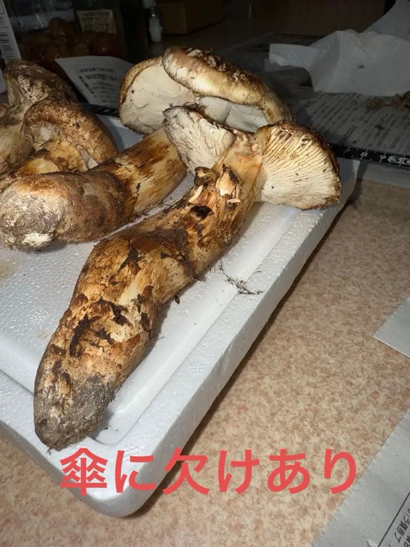 【10月28日午後採取】広島県産松茸　266グラム