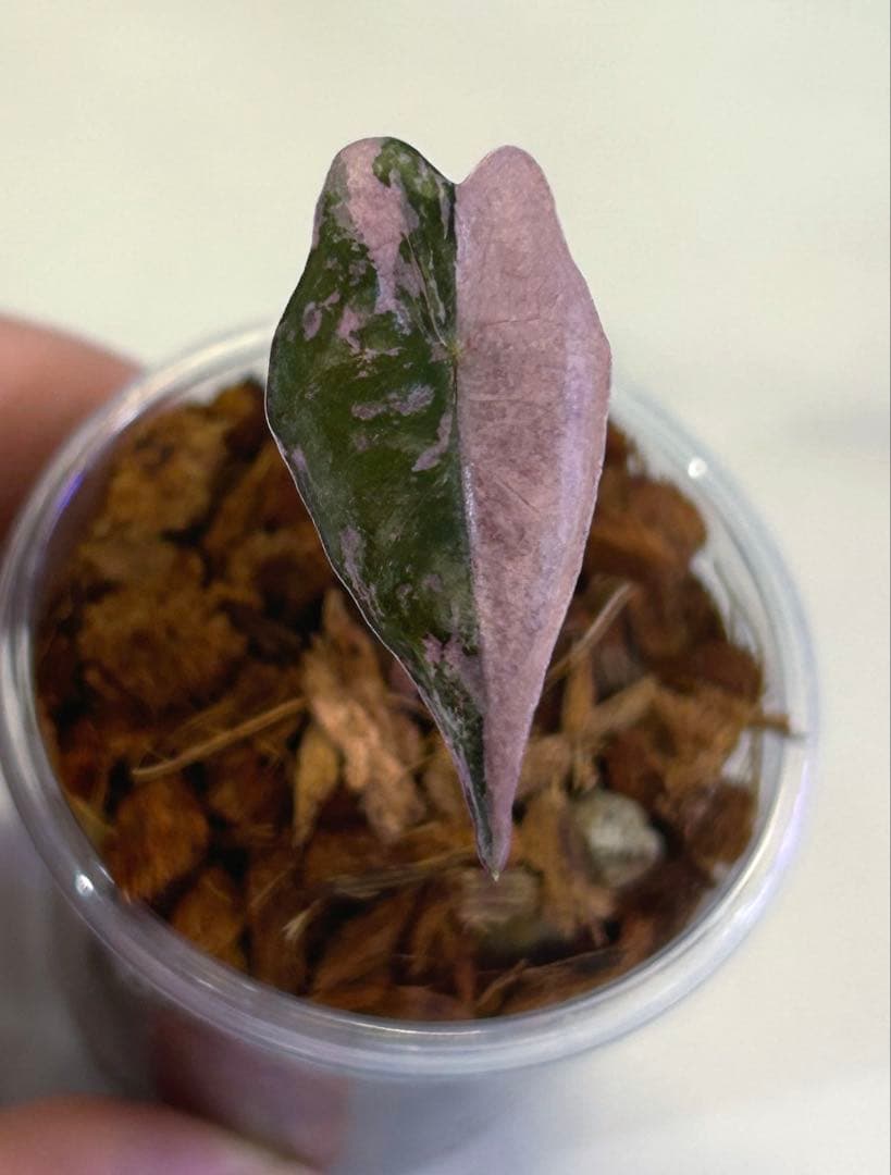 専用【美斑】 アロカシア　ノビリス　斑入り　ピンク