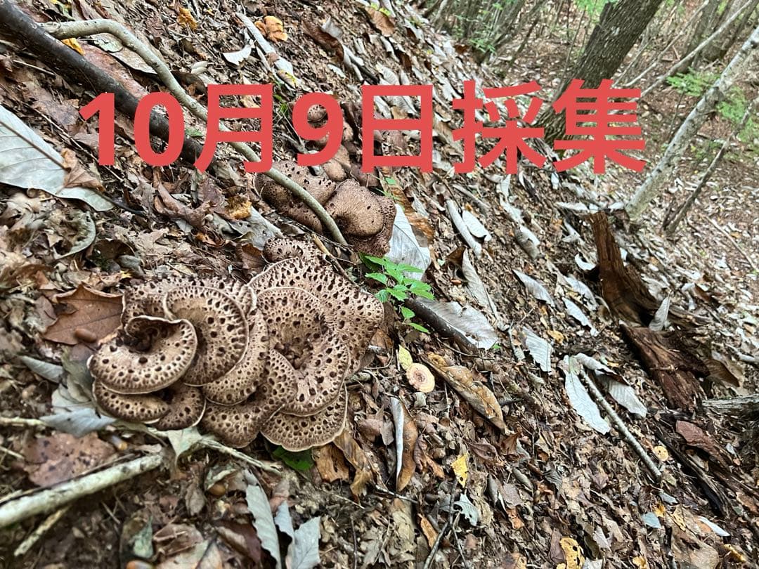 香茸　乾燥　200g以上　概ねA等級