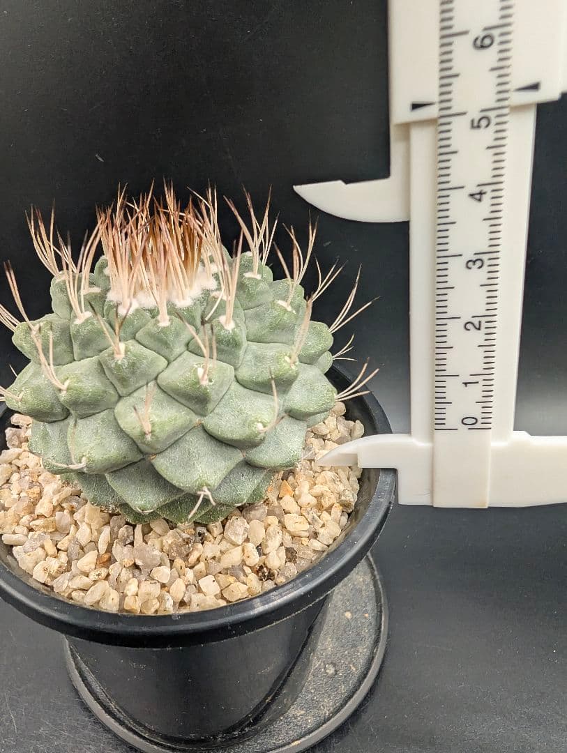 サ*生様 菊水 大型タイプ 実生 鉢植え メルカリ便送料込み