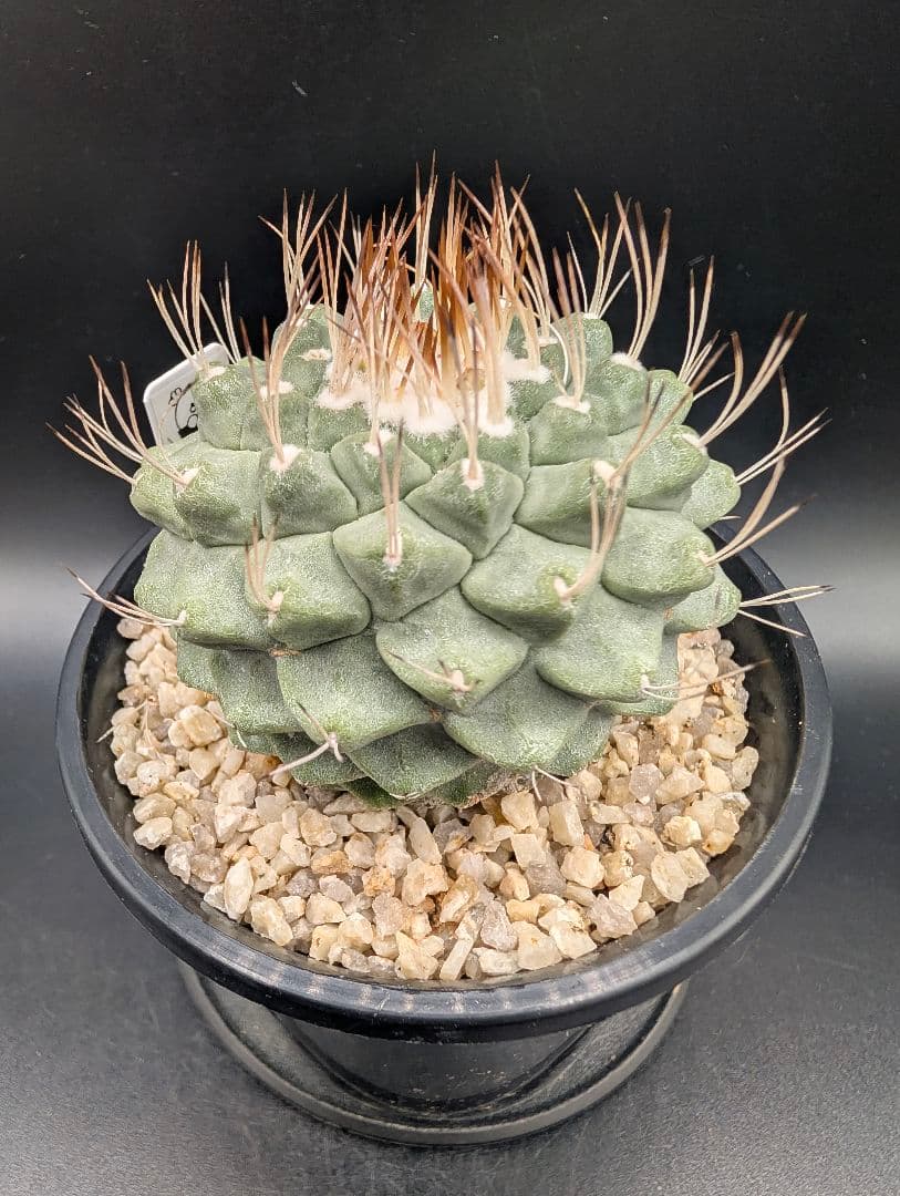 サ*生様 菊水 大型タイプ 実生 鉢植え メルカリ便送料込み