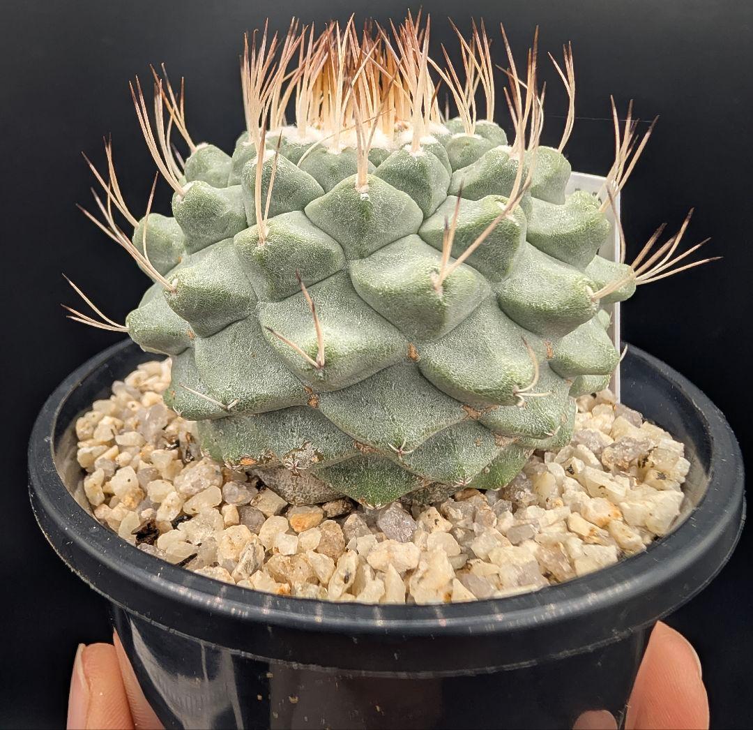 サ*生様 菊水 大型タイプ 実生 鉢植え メルカリ便送料込み