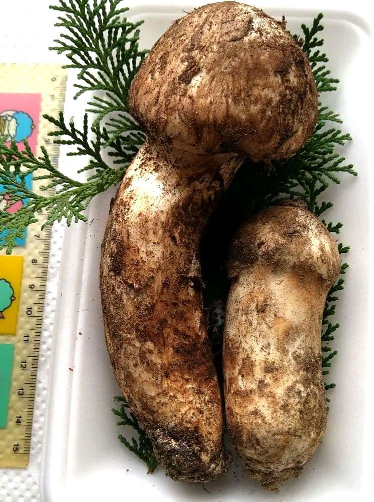 南信州産松茸約170g大物