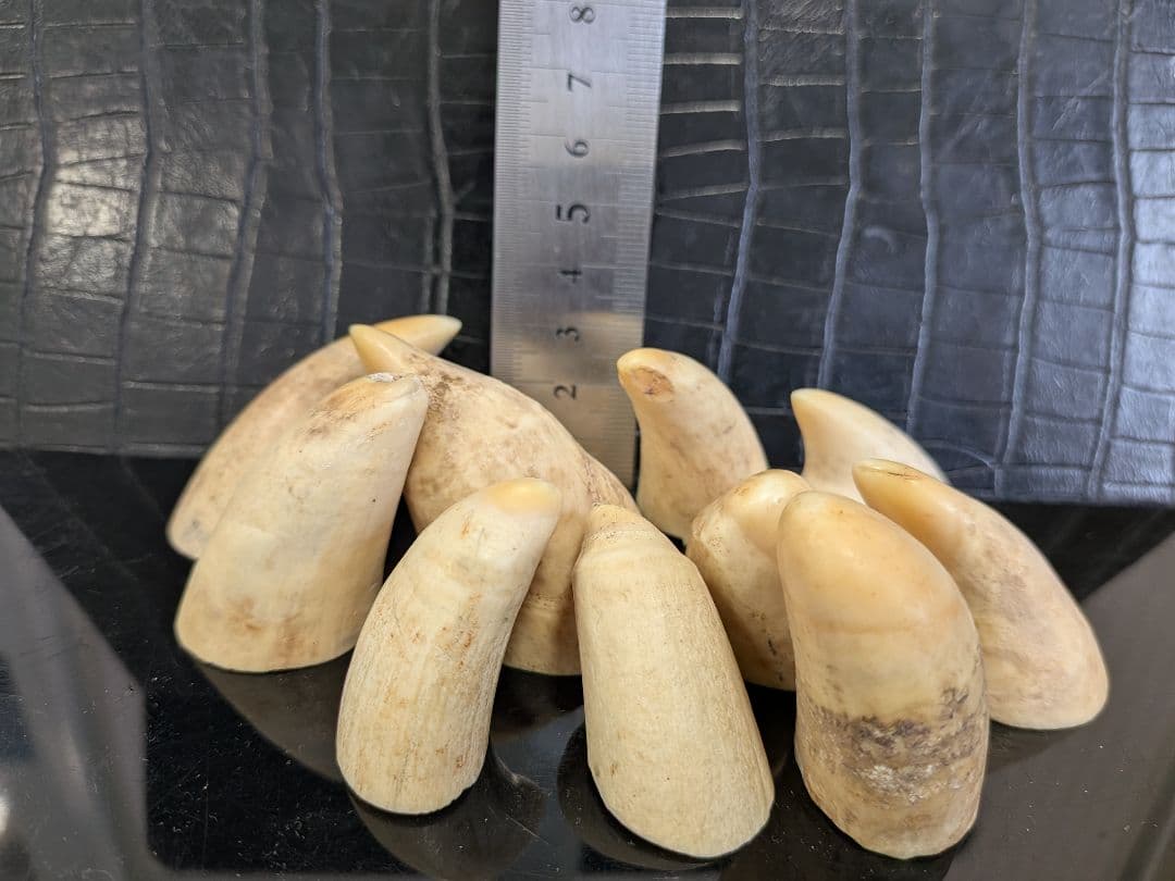 マッコウ鯨歯　本物　歯先大10個231グラム