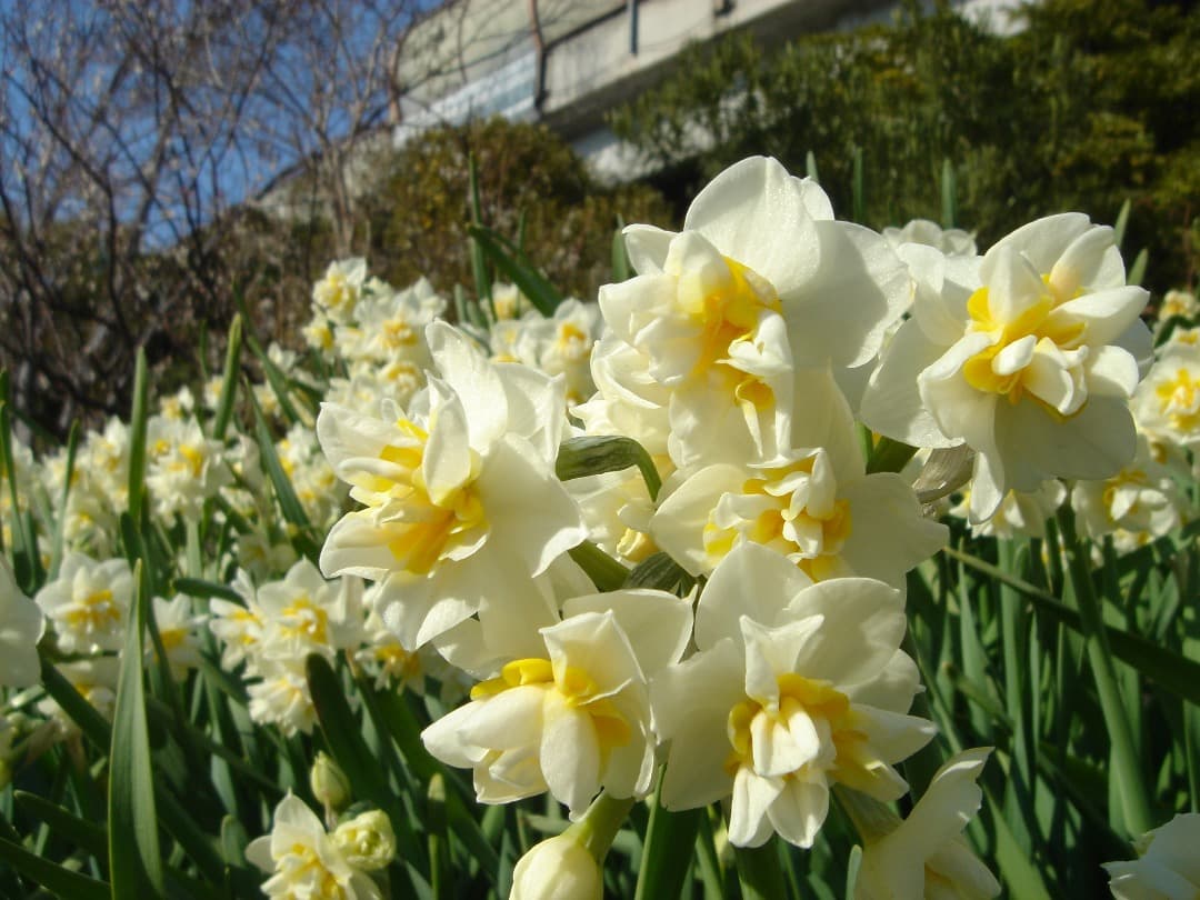 実写美⭕️良品【動作確認済】SONY Cyber-shot DSC-T1