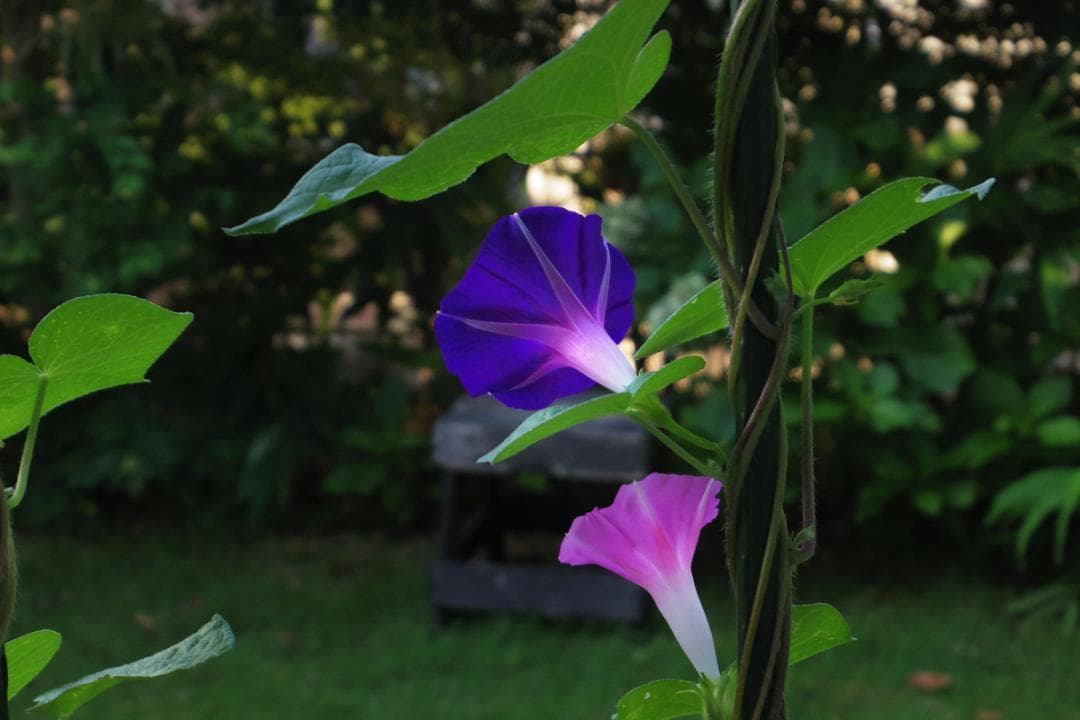 美品 2002ショット PENTAX Q7 +02STANDARD ZOMM