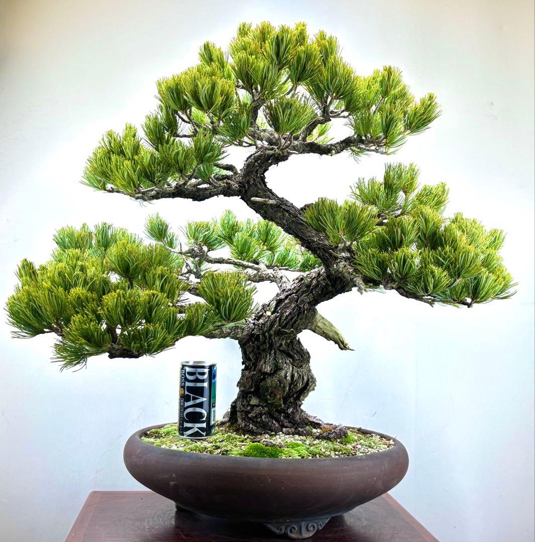 [大阪] 五葉松 盆栽❣️❣️❣️
