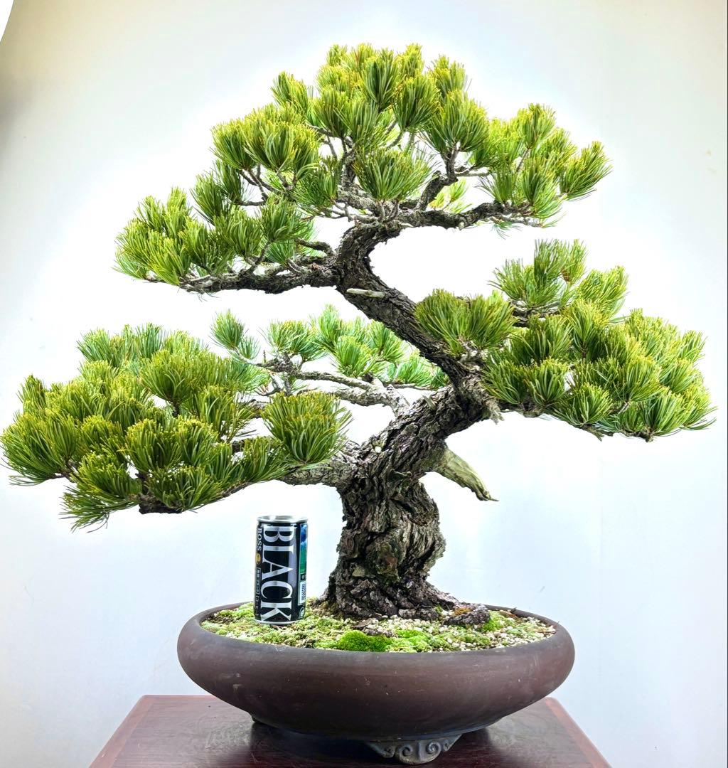 [大阪] 五葉松 盆栽❣️❣️❣️