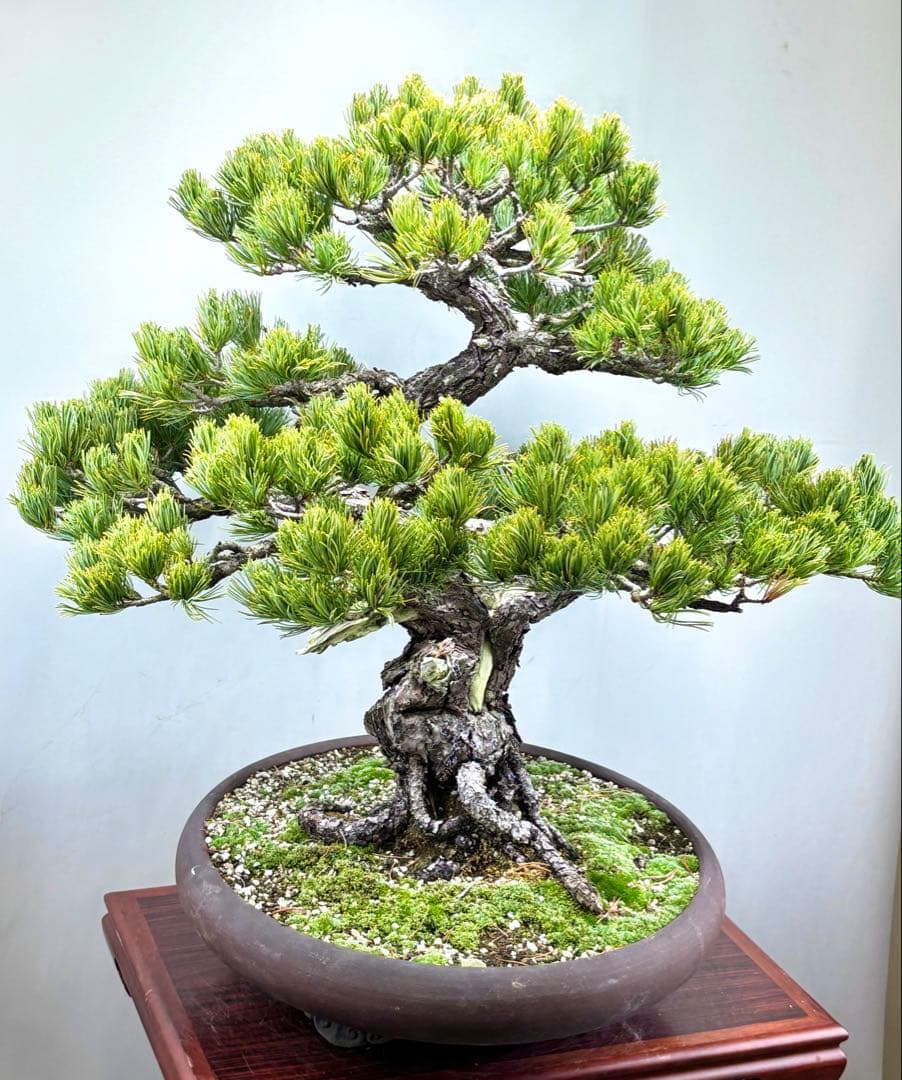 [大阪] 五葉松 盆栽❣️❣️❣️