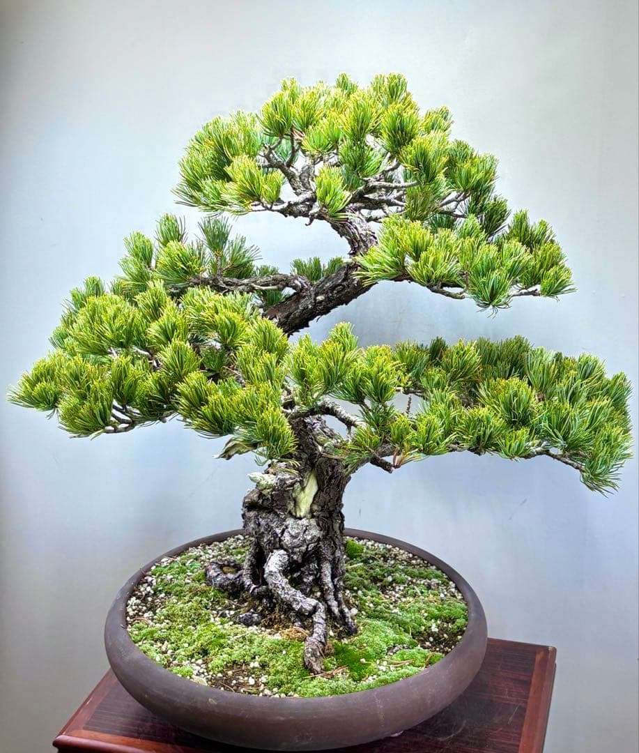 [大阪] 五葉松 盆栽❣️❣️❣️