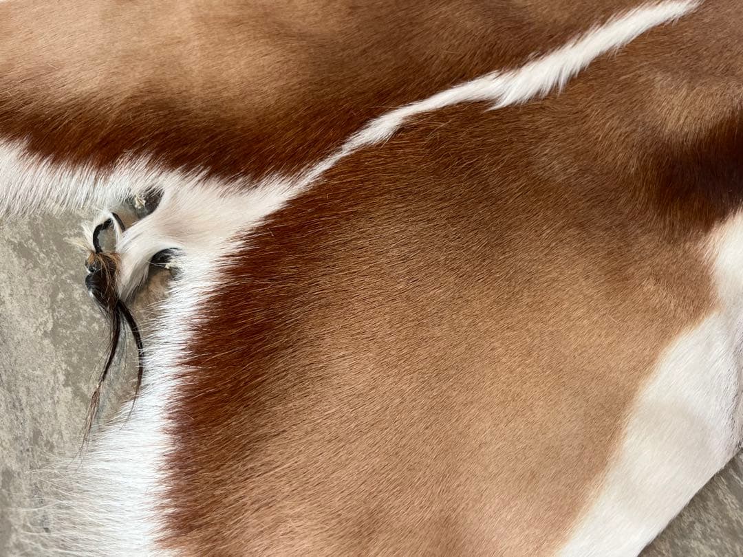 【新品】南アフリカ産　天然毛皮　ラグ　スプリングボック