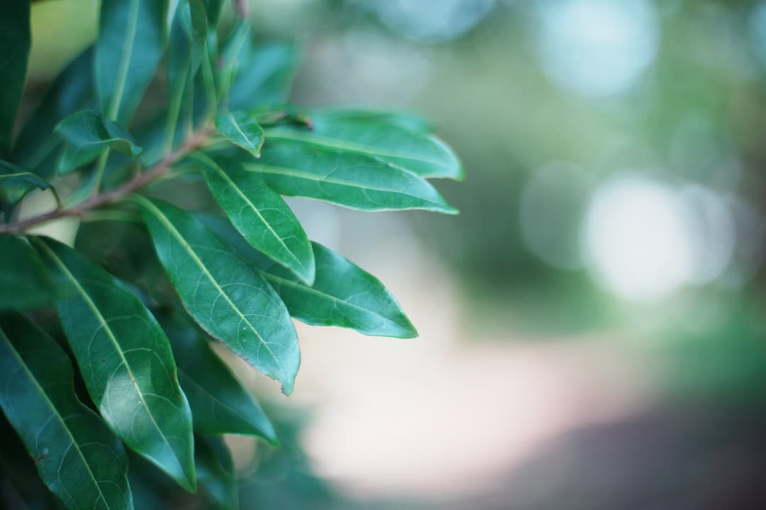 【整備＆テスト済】Nikon Ai-s Nikkor 50mm F1.4 430