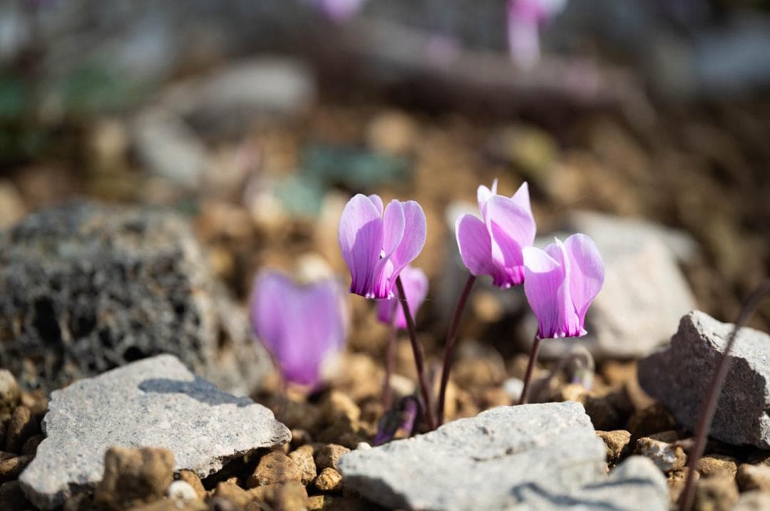 SIGMA 70mm F2.8 DG MACRO Lマウント