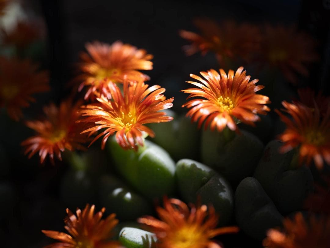 SIGMA 70mm F2.8 DG MACRO Lマウント