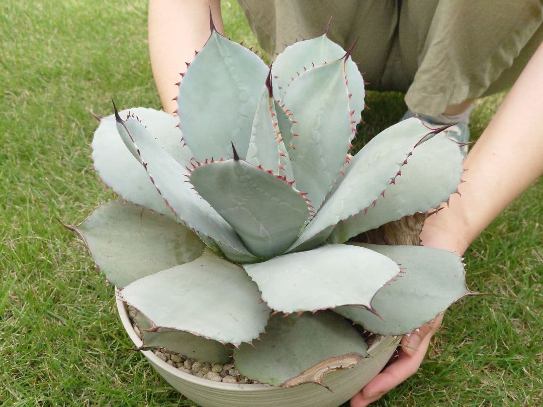 M*y様 パリー　トランカータ　実生　大株