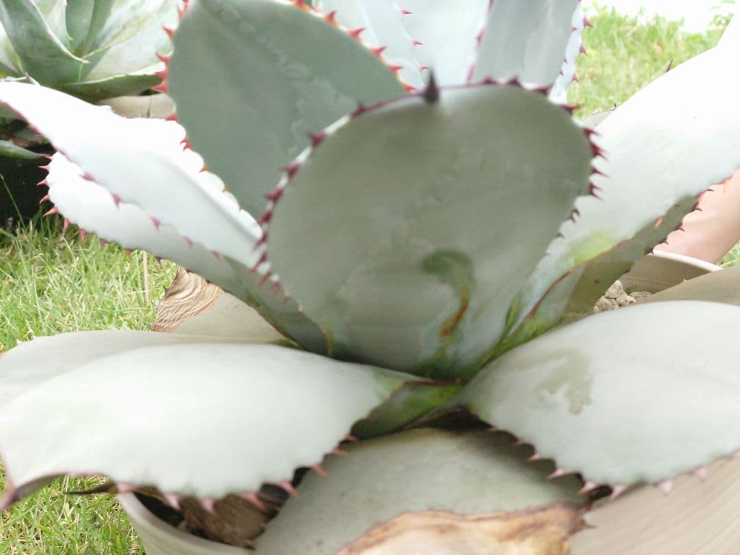 M*y様 パリー　トランカータ　実生　大株