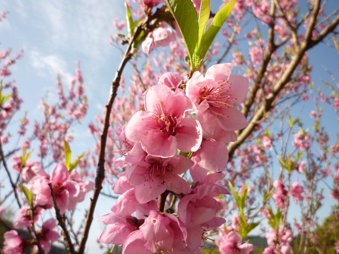 安心の日本みつばち 芳醇糖度80％優良品 非加熱 春はちみつ1,100ｇ
