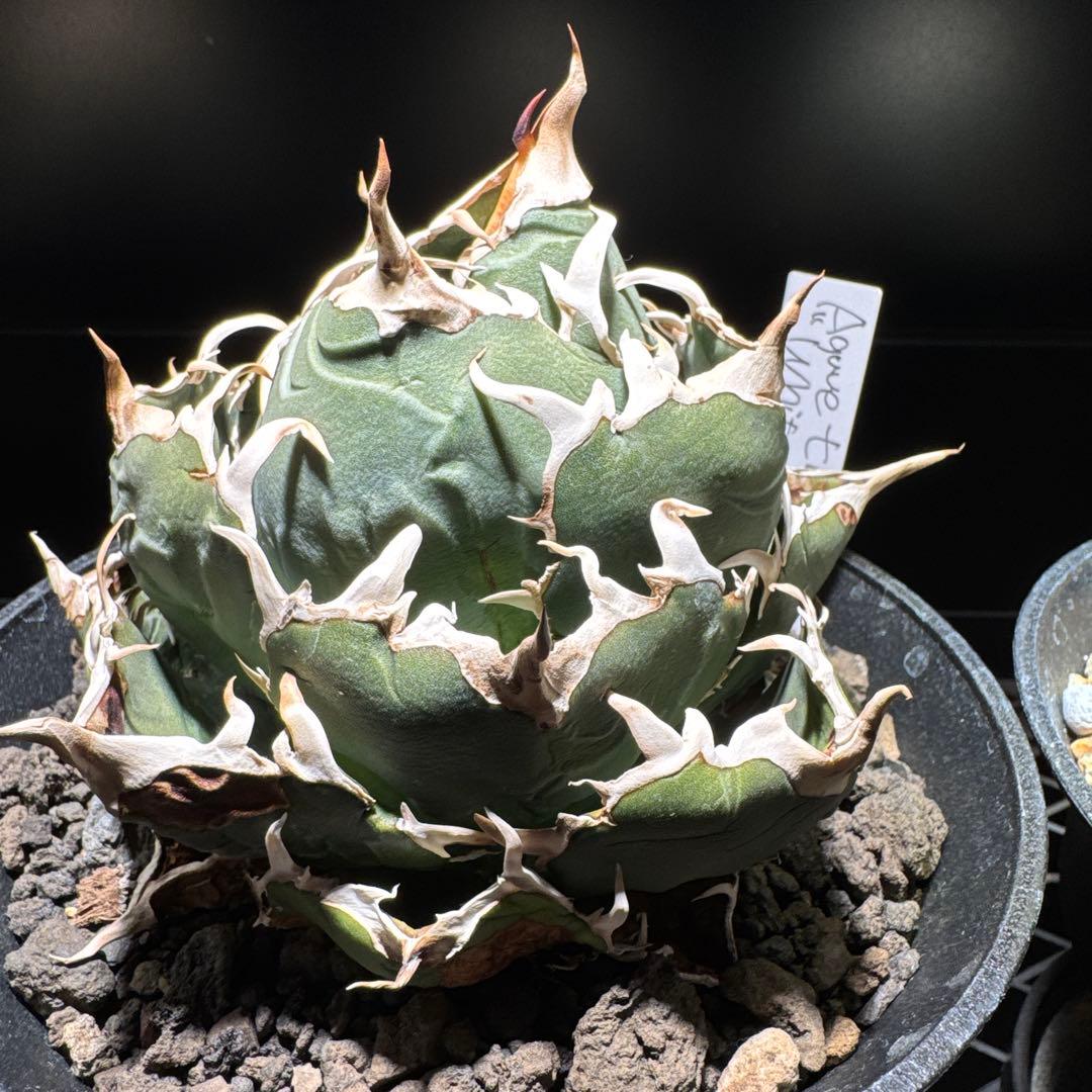 【tomboi_123】アガベ　チタノタ　白鯨　ボール　オテロイ　ブルー