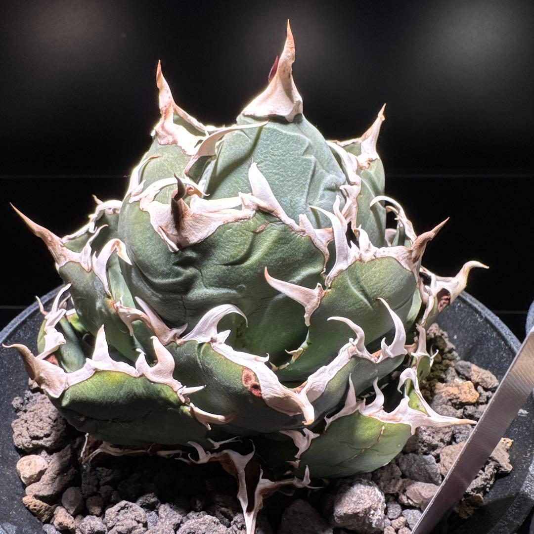 【tomboi_123】アガベ　チタノタ　白鯨　ボール　オテロイ　ブルー