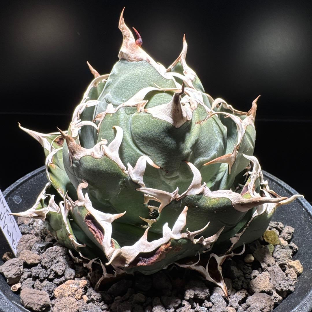 【tomboi_123】アガベ　チタノタ　白鯨　ボール　オテロイ　ブルー