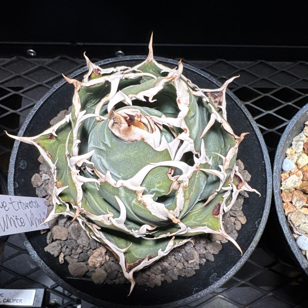 【tomboi_123】アガベ　チタノタ　白鯨　ボール　オテロイ　ブルー