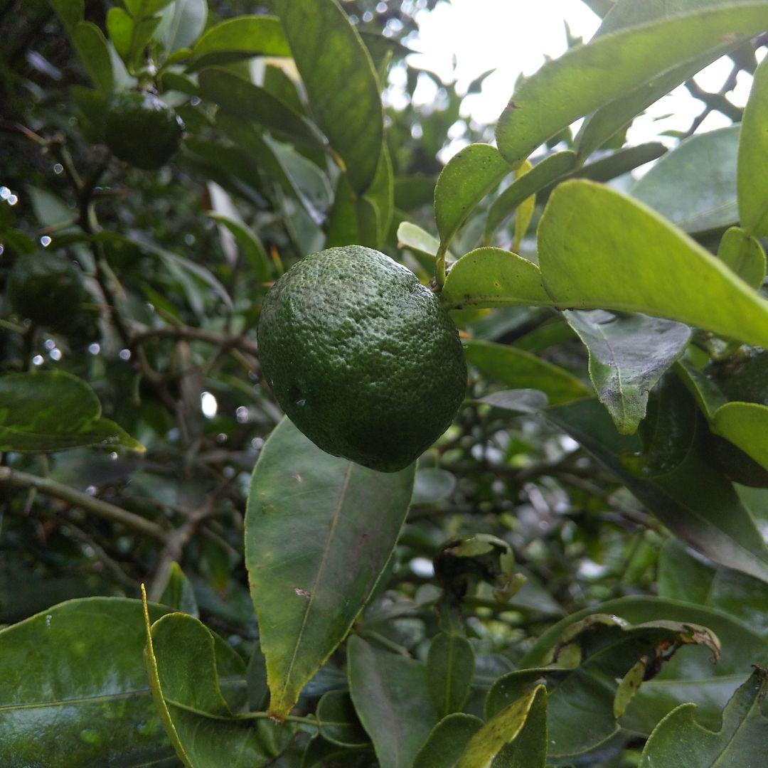 きょうこ　青柚子(花柚子)150個 新鮮　農薬不使用