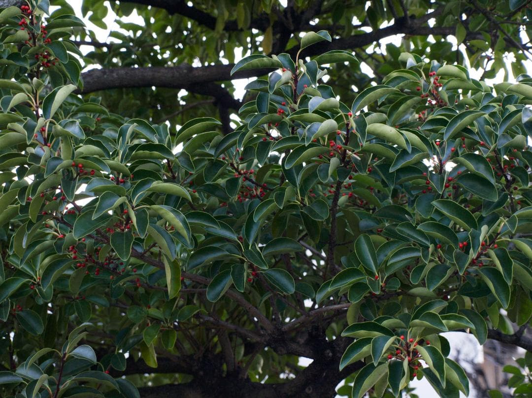 スマホ転送OK！OLYMPUS E-510 一眼レフ レンズキット