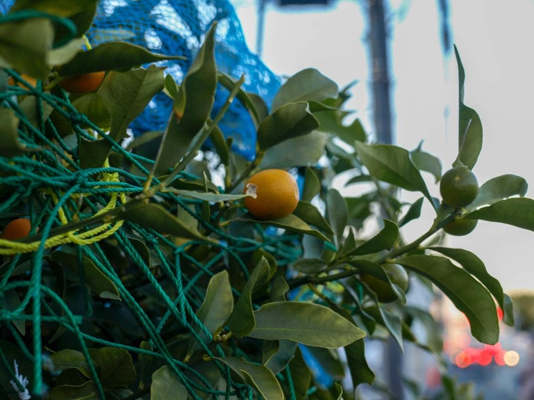 スマホ転送OK！OLYMPUS E-510 一眼レフ レンズキット