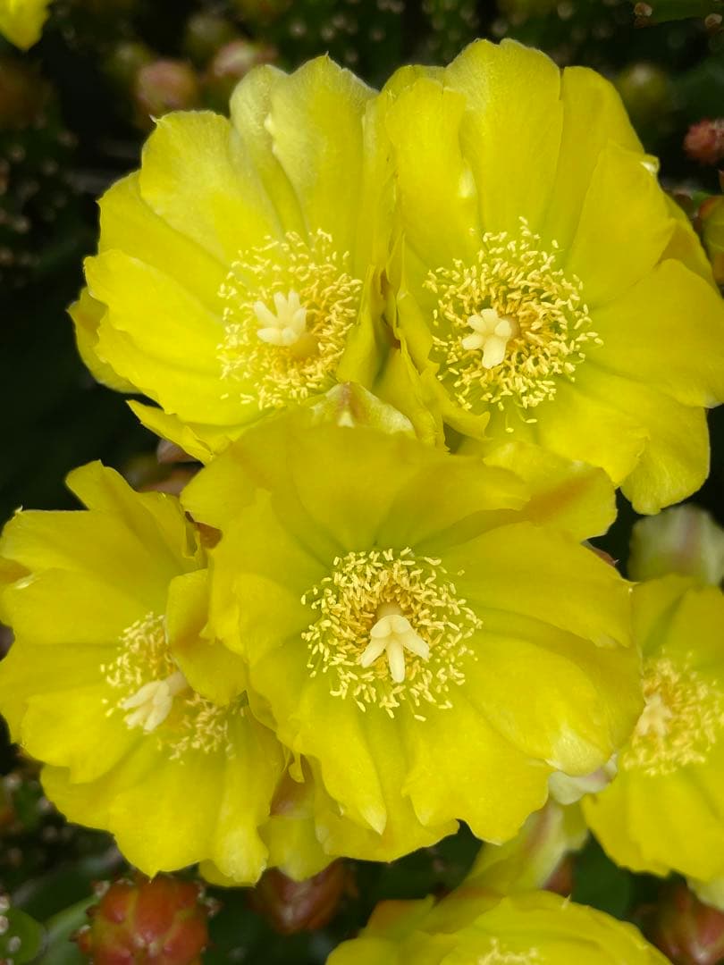 超徳セール！送料無料！金帯18kgお姫さまマーク手延そうめん