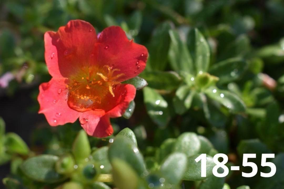 【ショット数僅少】Nikon D5600★WiFi搭載◎ダブルレンズ付