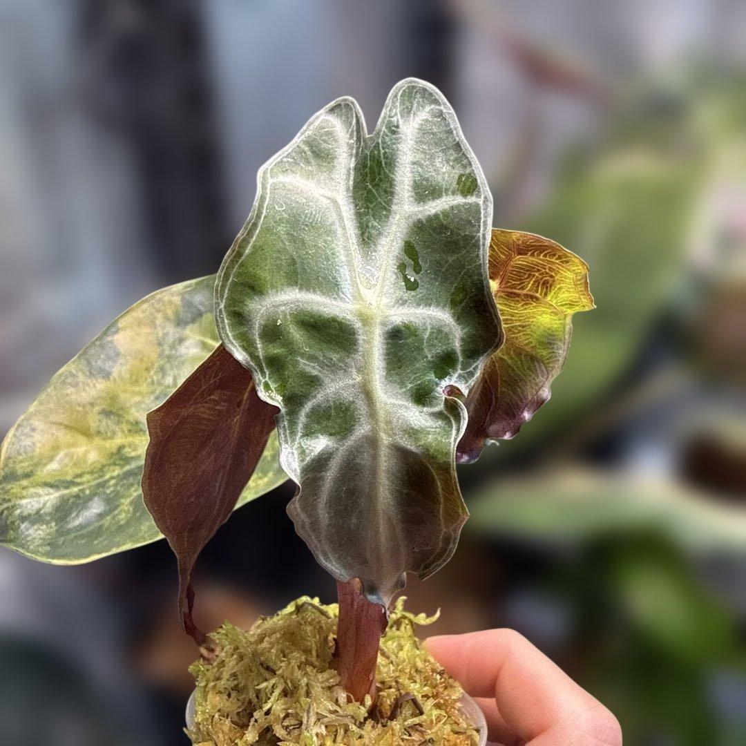 フ*世様 選抜 アロカシア ベノム