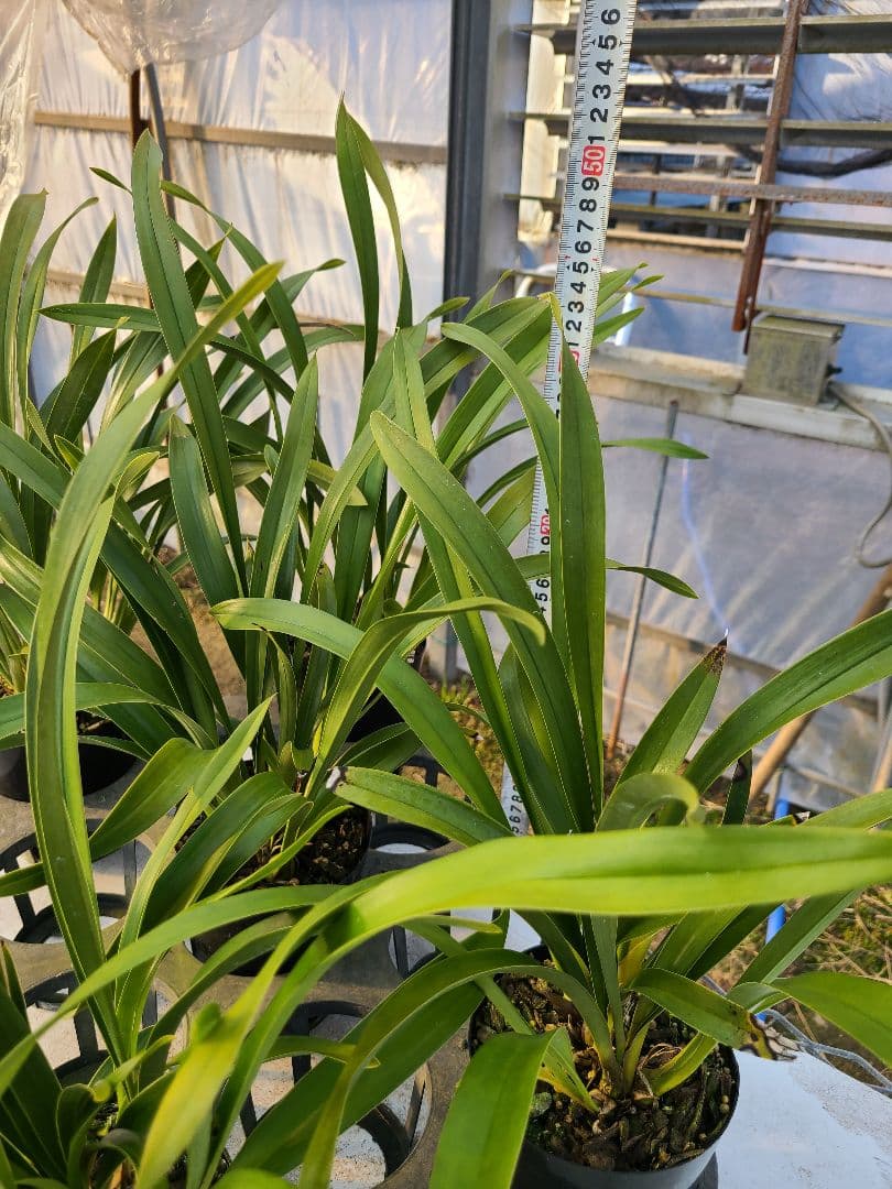 ミスマフェット。花芽2個。5鉢セット。蜜蜂誘引蘭。日本蜜蜂