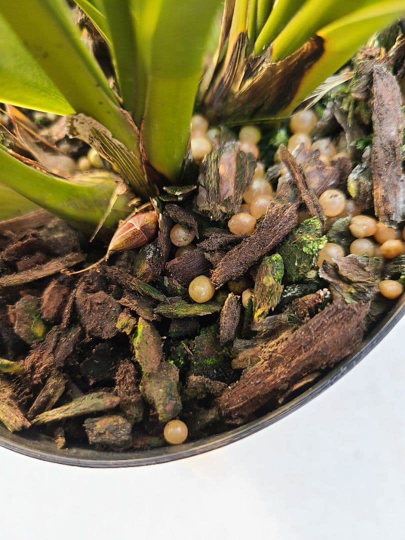 ミスマフェット。花芽2個。5鉢セット。蜜蜂誘引蘭。日本蜜蜂