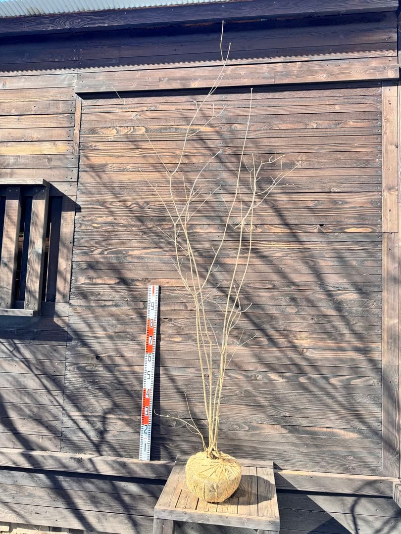 アオダモ/株立ち/自生山採り【現品発送】管理80016