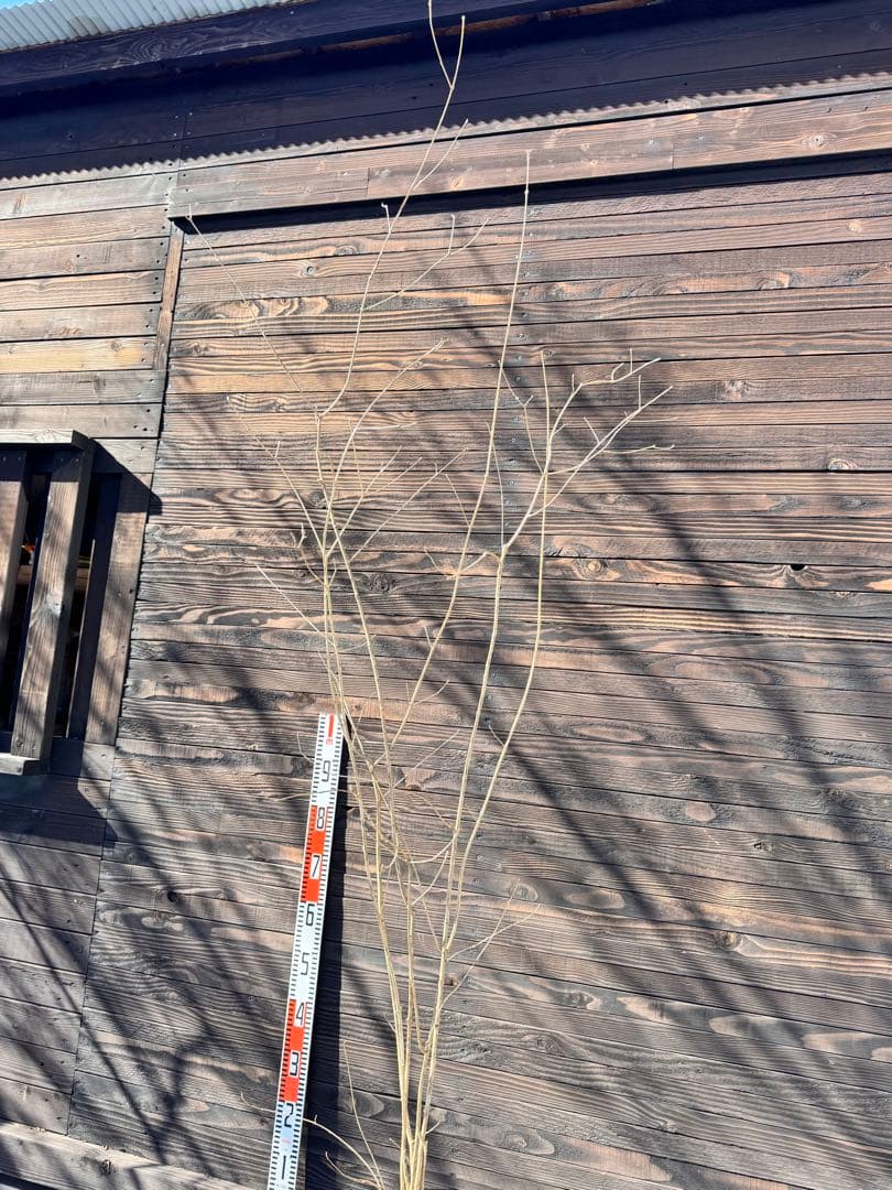 アオダモ/株立ち/自生山採り【現品発送】管理80016