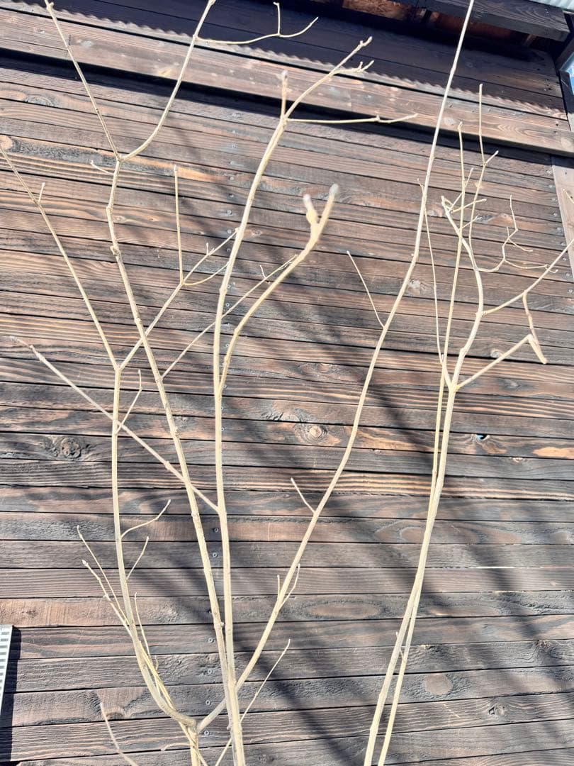 アオダモ/株立ち/自生山採り【現品発送】管理80016