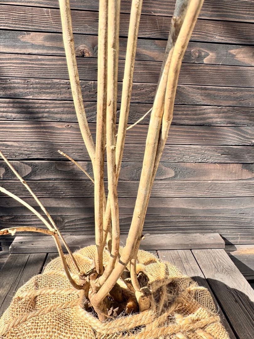 アオダモ/株立ち/自生山採り【現品発送】管理80016