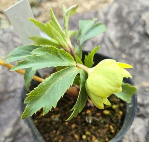 クリスマスローズ　ギョク　玉　グリーニッシュオーレア　　　　　　 大木ナーセリー