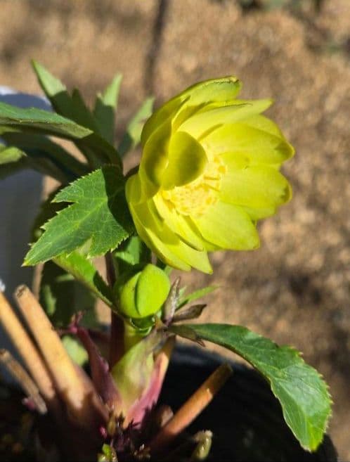 クリスマスローズ　ギョク　玉　グリーニッシュオーレア　　　　　　 大木ナーセリー