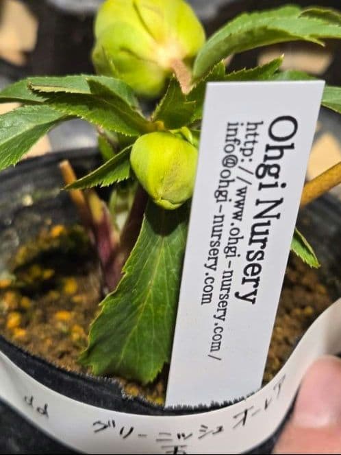 クリスマスローズ　ギョク　玉　グリーニッシュオーレア　　　　　　 大木ナーセリー