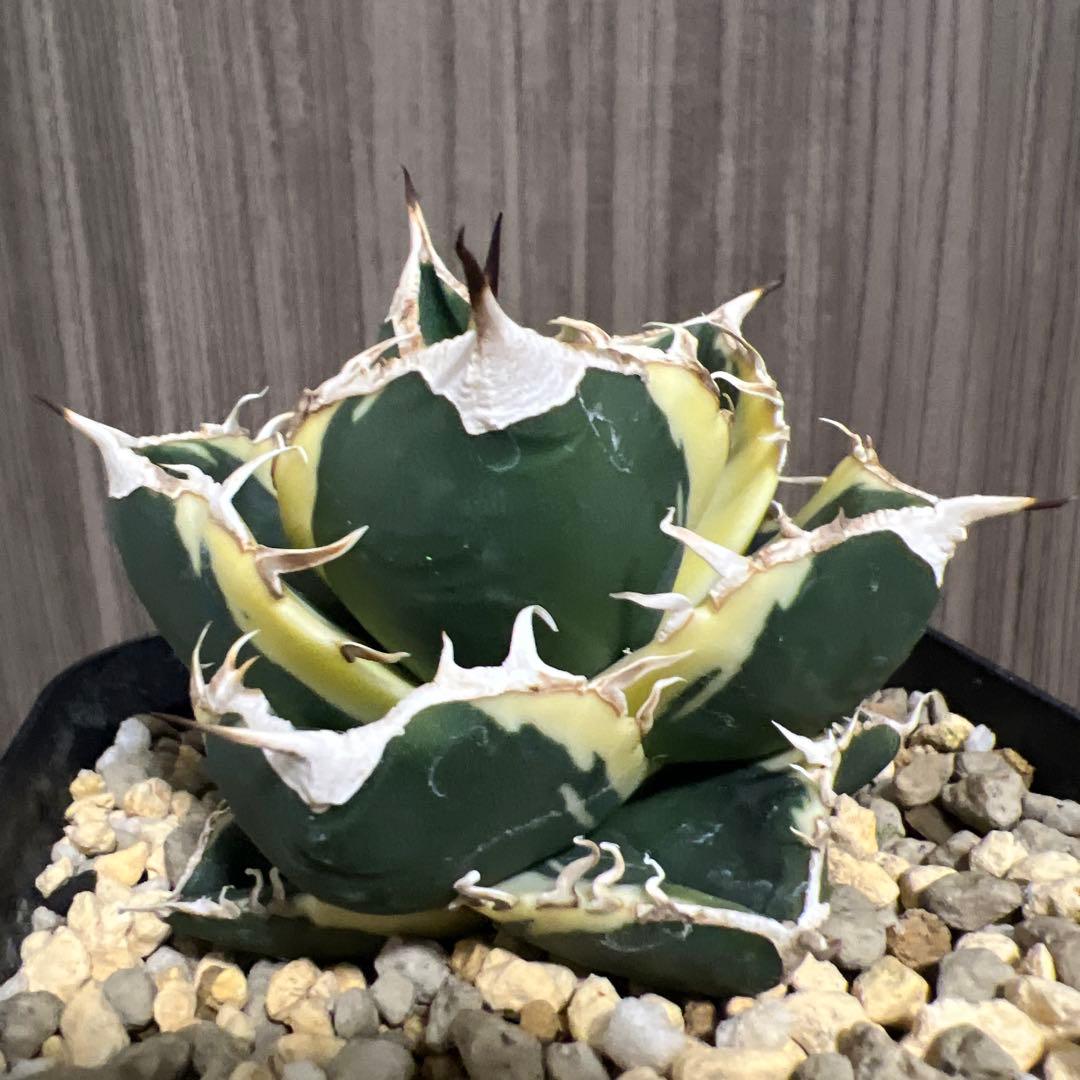 アガベ　sad 斑入り　南アフリカダイヤモンド