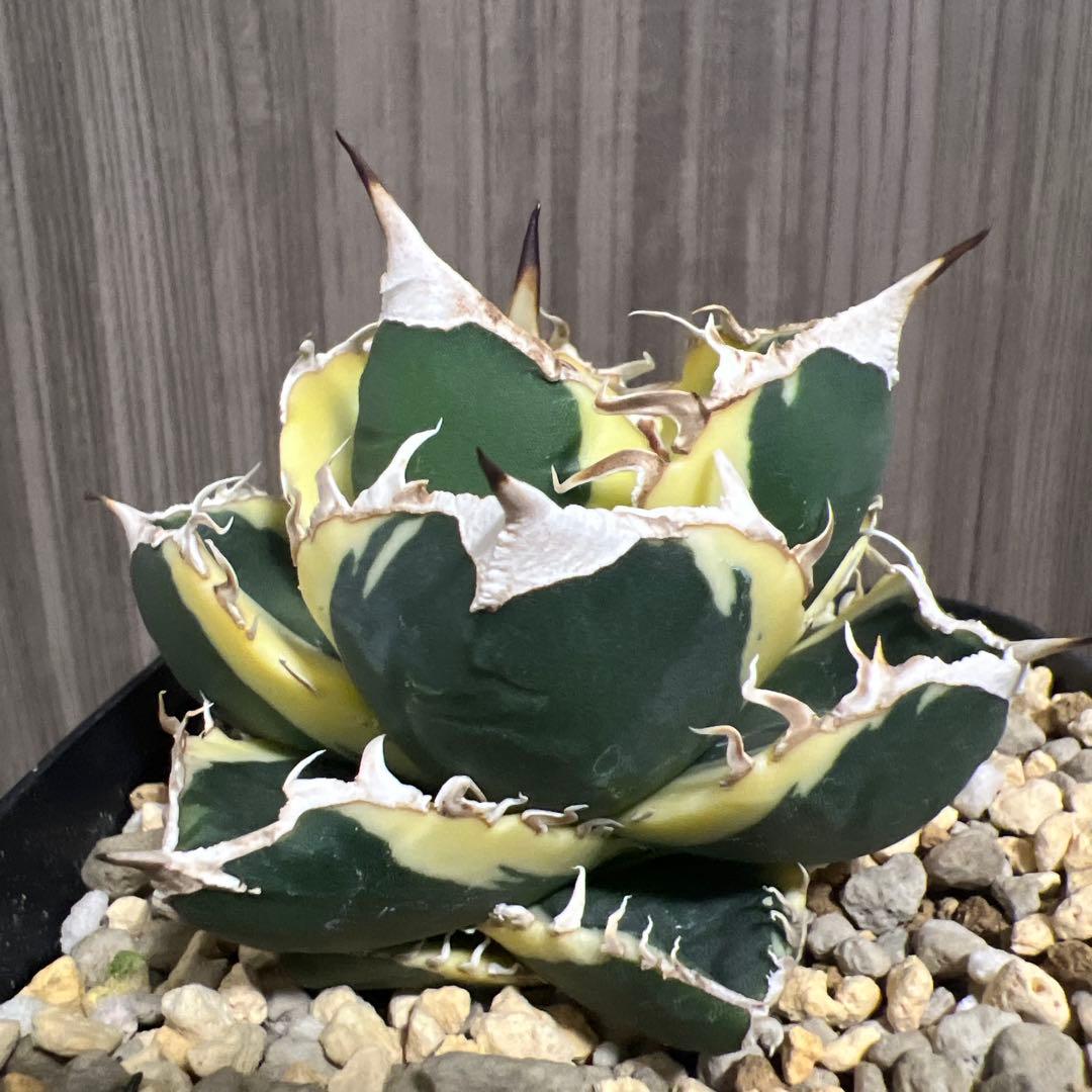 アガベ　sad 斑入り　南アフリカダイヤモンド