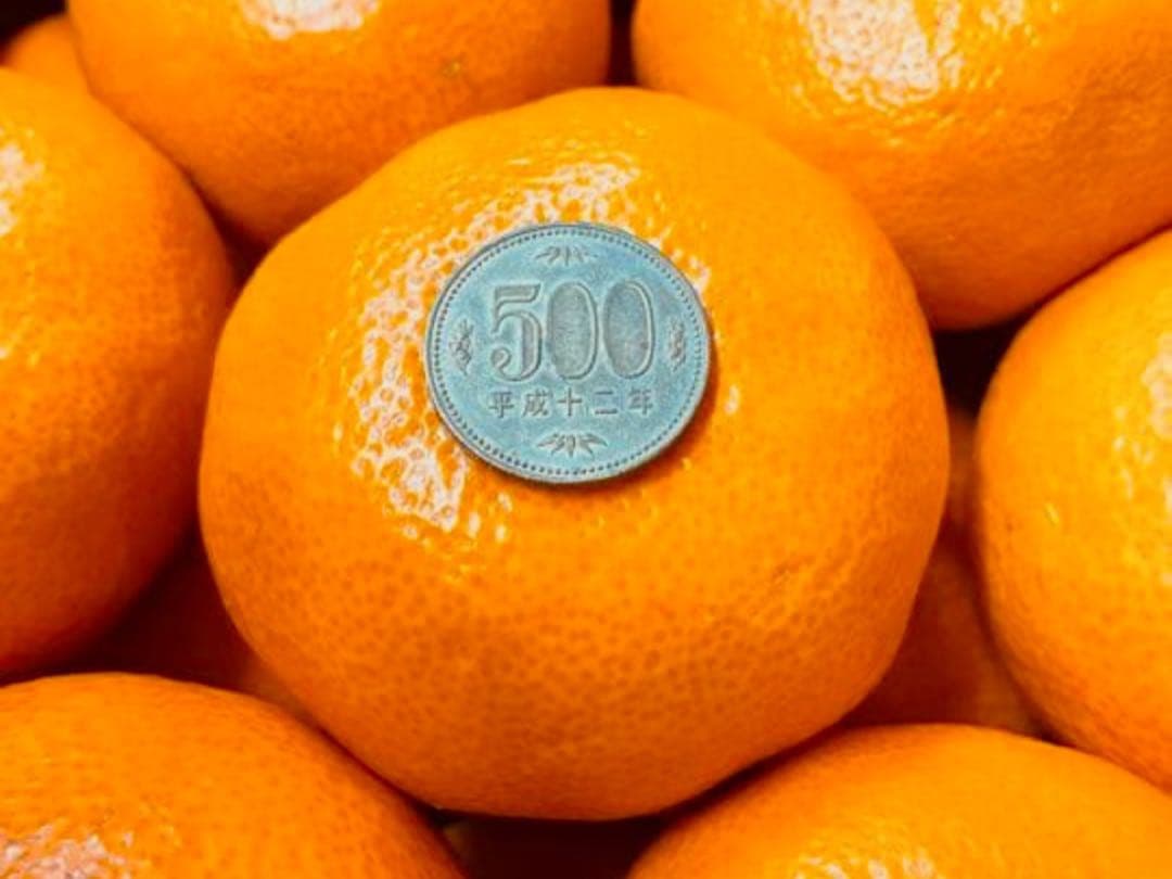 専用出品　プーリン様　10kg