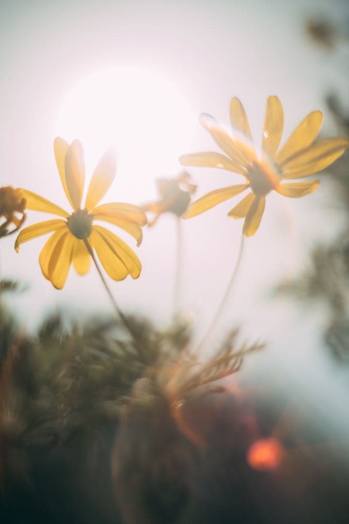 【美フレア】Super Takumar 55mm f1.8