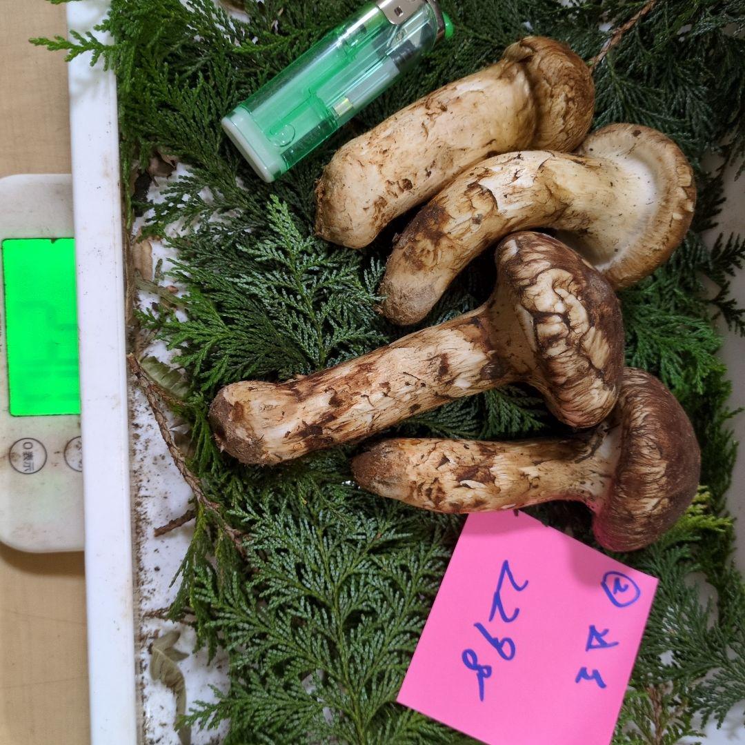 和歌山松茸　　新鮮朝市　込み込み　229㌘