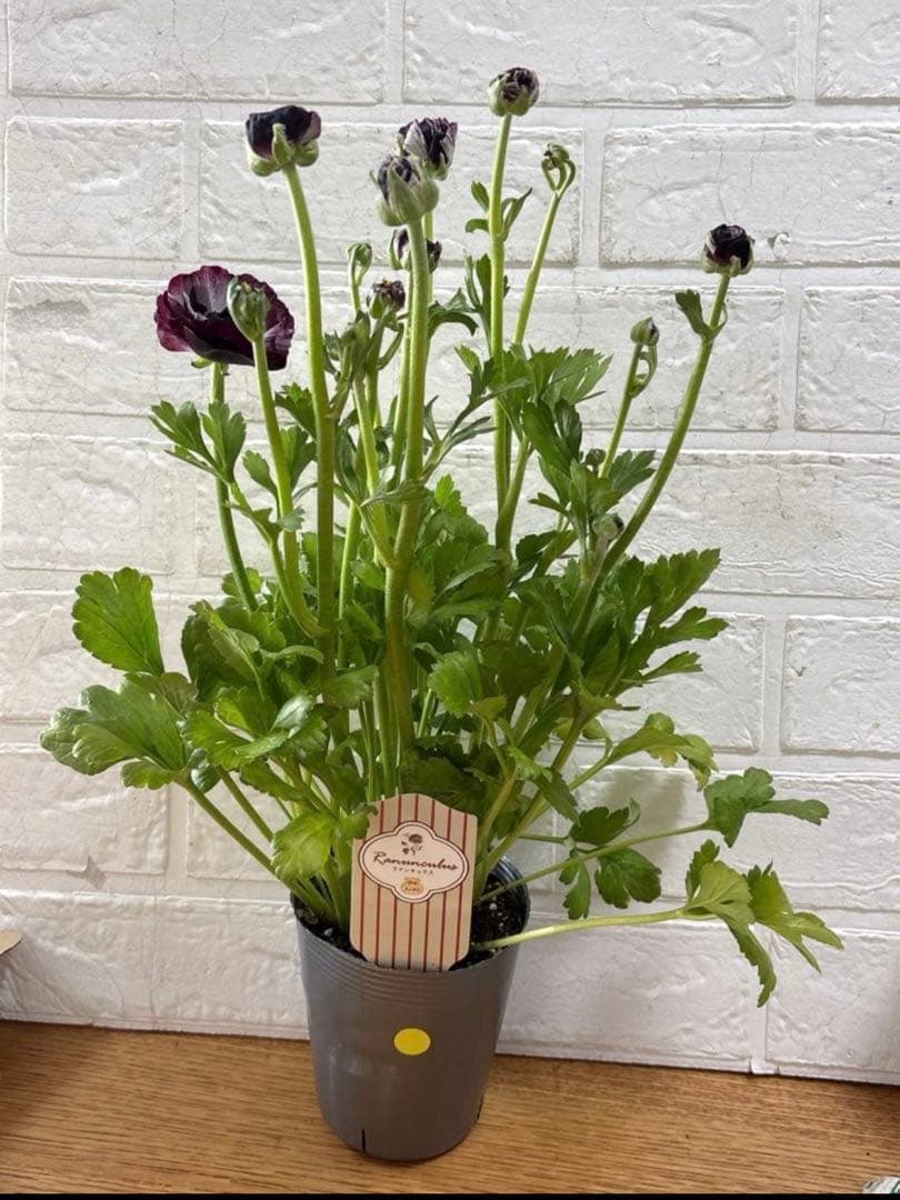 ジャイラナンキュラスラックス♡イカロス♡3.5号ロング3点♡メルカリ便