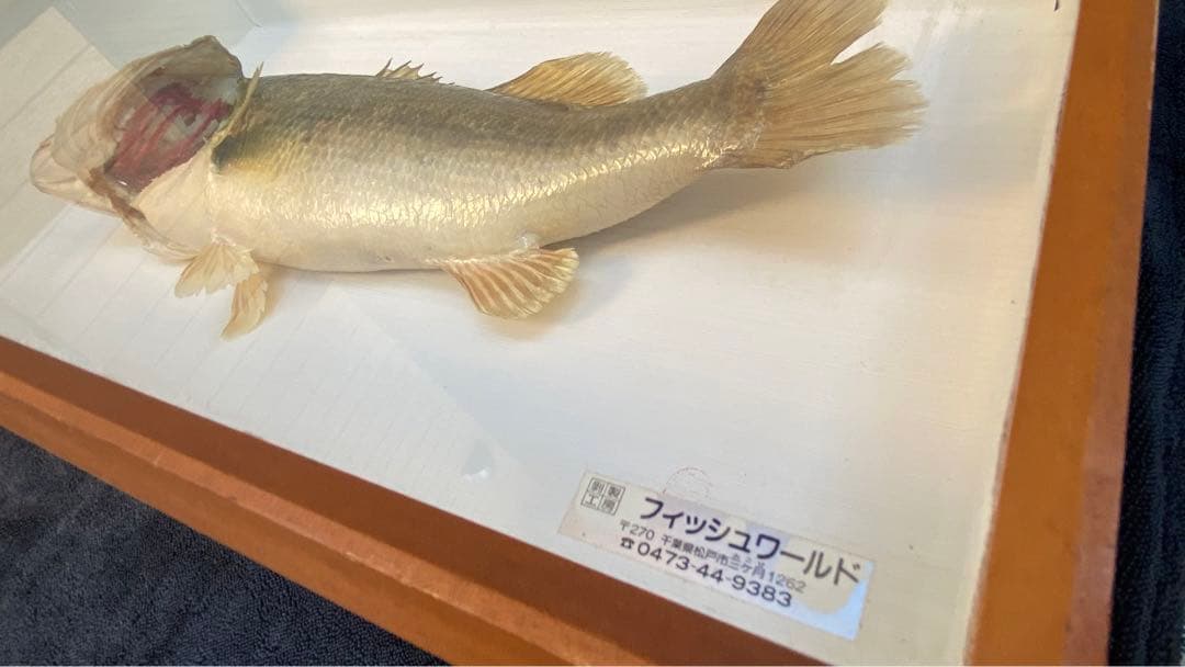 ブラックバス　剥製　剥製工房フィッシュワールド