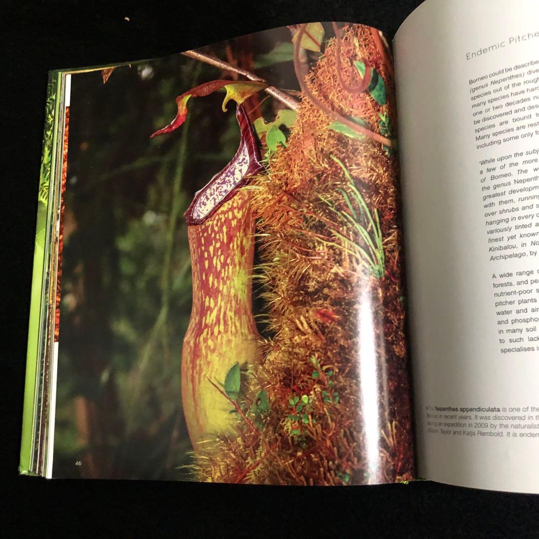 ボルネオ島 野生動物 写真集「Borneo's Wildlife」